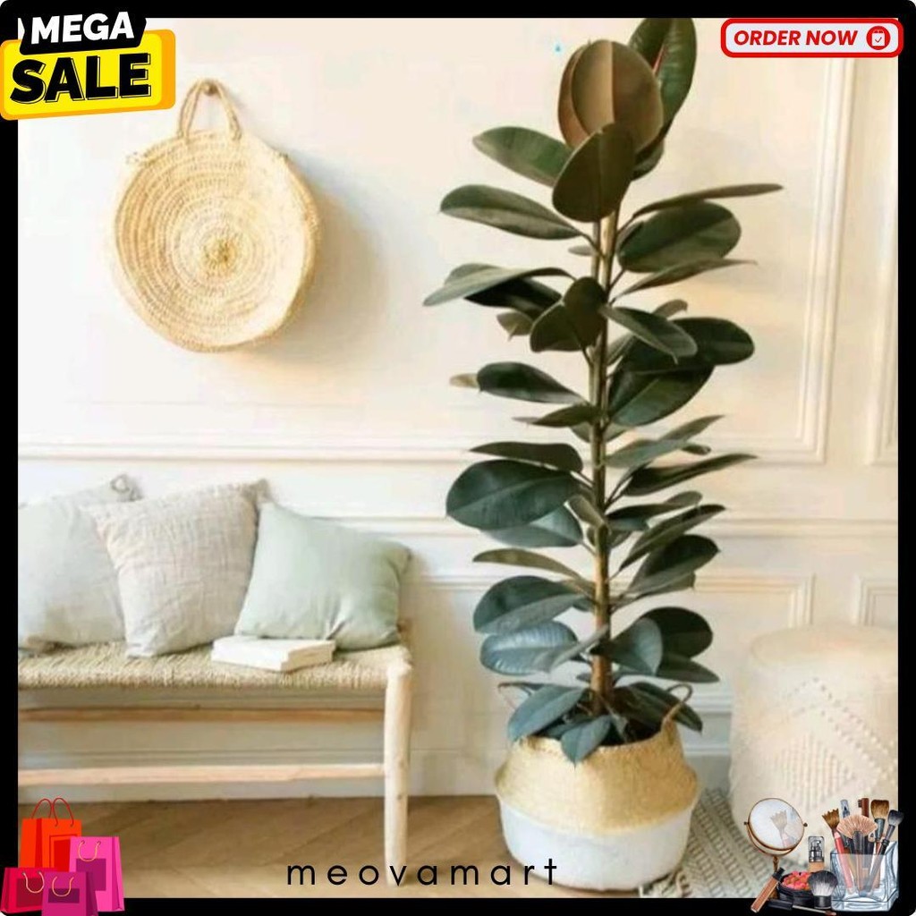 Tanaman Hias Rubber Plant Karet Kebo Merah Ficus Elastica Shivereana Diskon