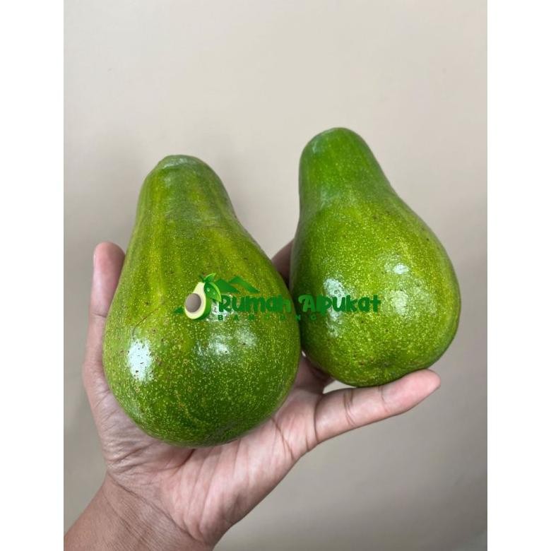 

risto- 1.5 kg alpukat mentega 55k/kg size medium