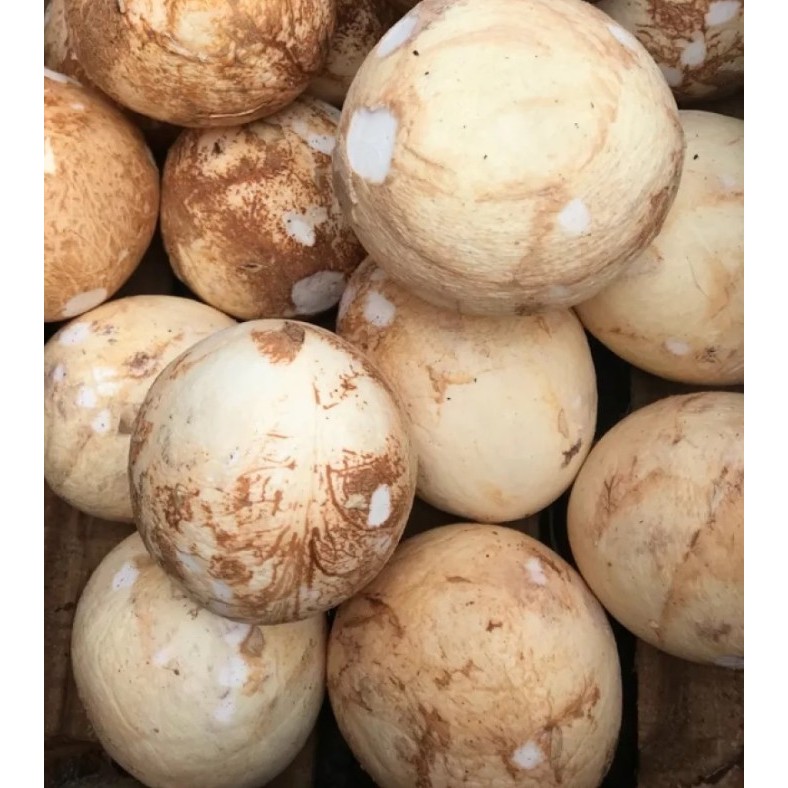 

Kelapa Bulat Utuh / Kelapa Parut / Santan Kelapa Besar Best Seller