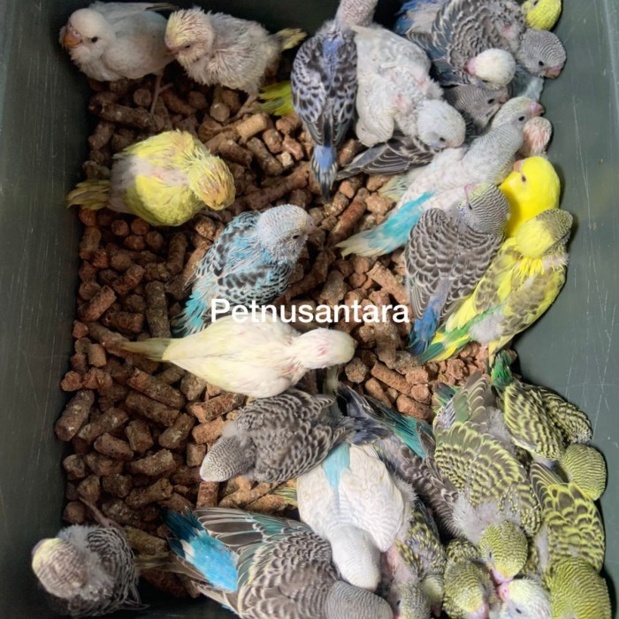 anakan lolohan burung parrot parkit warna bahan jinak