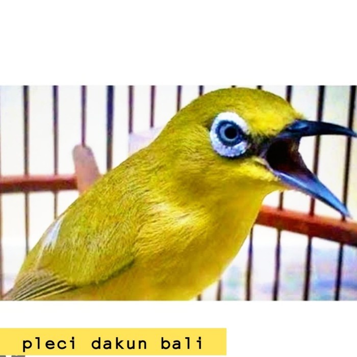 burung pleci dakbal dakun bali pilihan