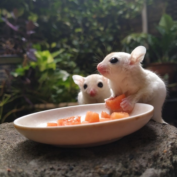 Sugar Glider Leucistic Joey