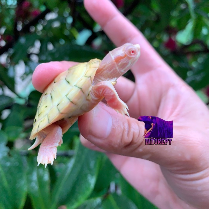 KURA KURA RES ALBINO size besar 5 CM PELLET bukan baby
