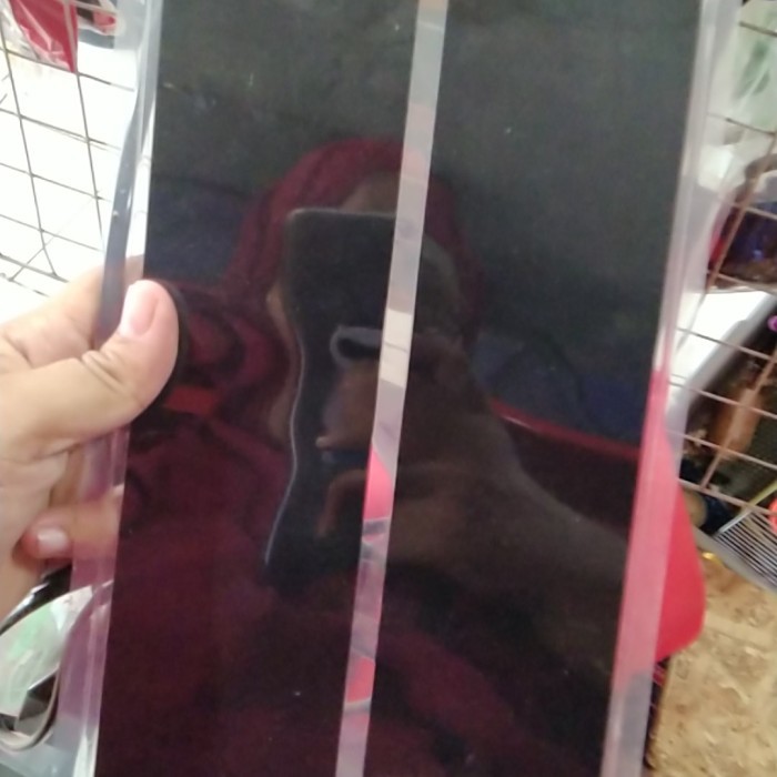 HITTER PAD. PEMANAS REPTIL