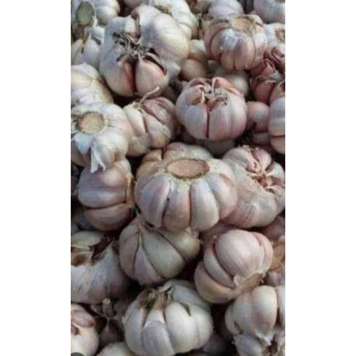 

Ready Bawang Putih Sinco 1 Kg Dan 500 Gram Best Seller