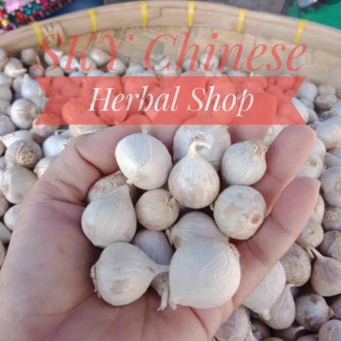 

Ready Bawang Putih Tunggal Lanang Single Clove Solo Garlic Mono Bulb Pearl Best Seller
