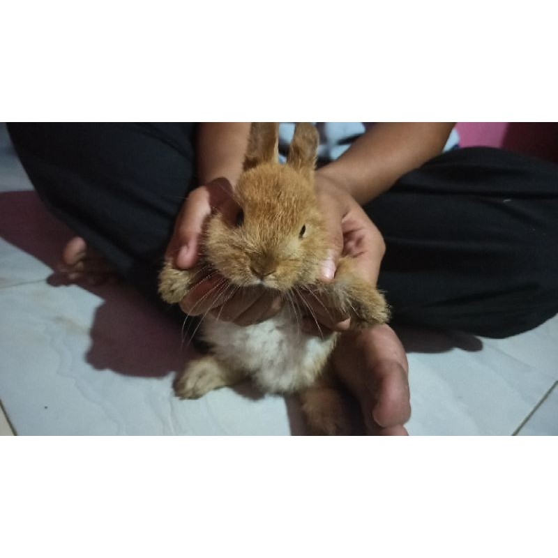 Kelinci Netherland Dwarf