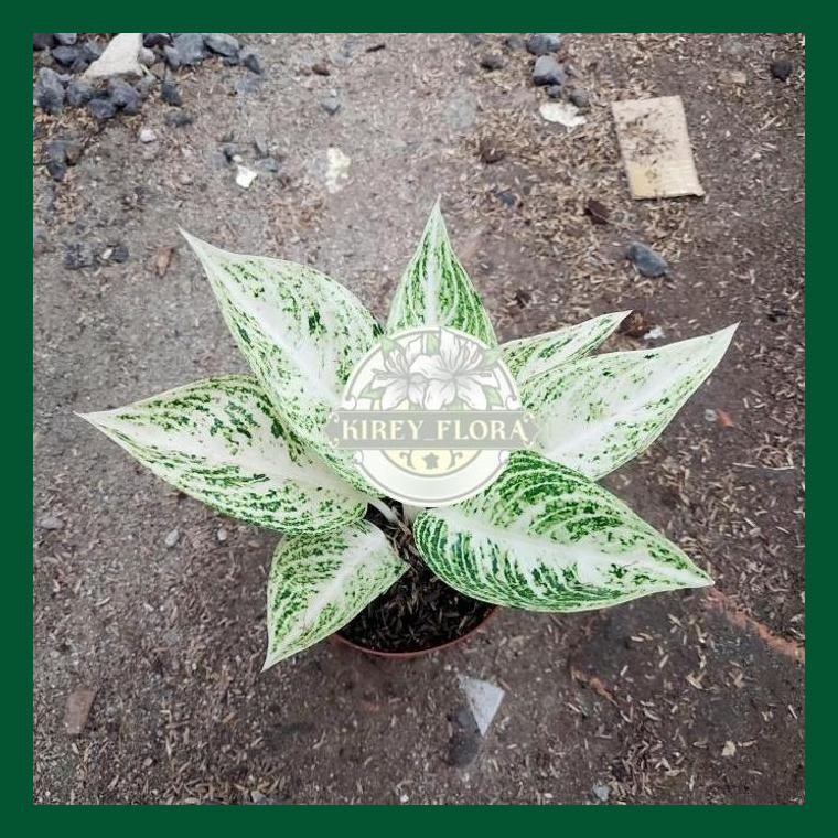 Aglonema Legacy Putih