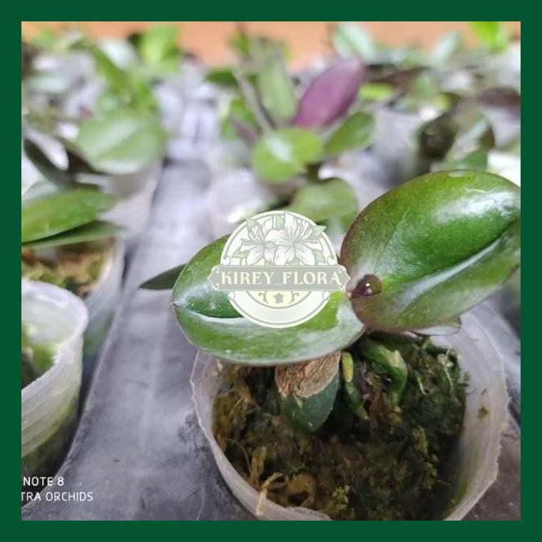 Paket 5 Bibit Anggrek Bulan Seedling