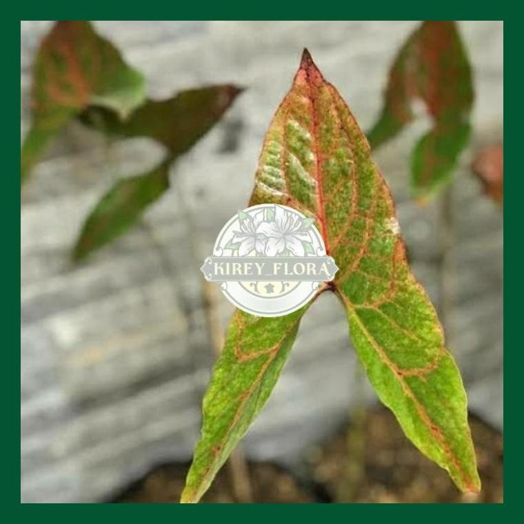 Tanaman Hias Alocasia Black Jack - Keladi Papua - Alocasia