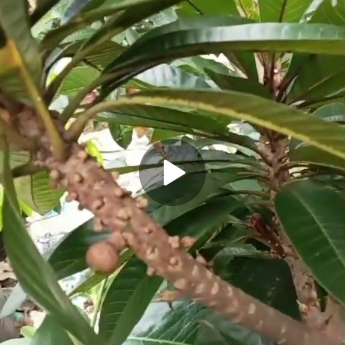 PROMO ~`~ Pohon Mamey Sapote jenis Magana berbuah/ bibit mamey Sapote Siap Buah ~~~