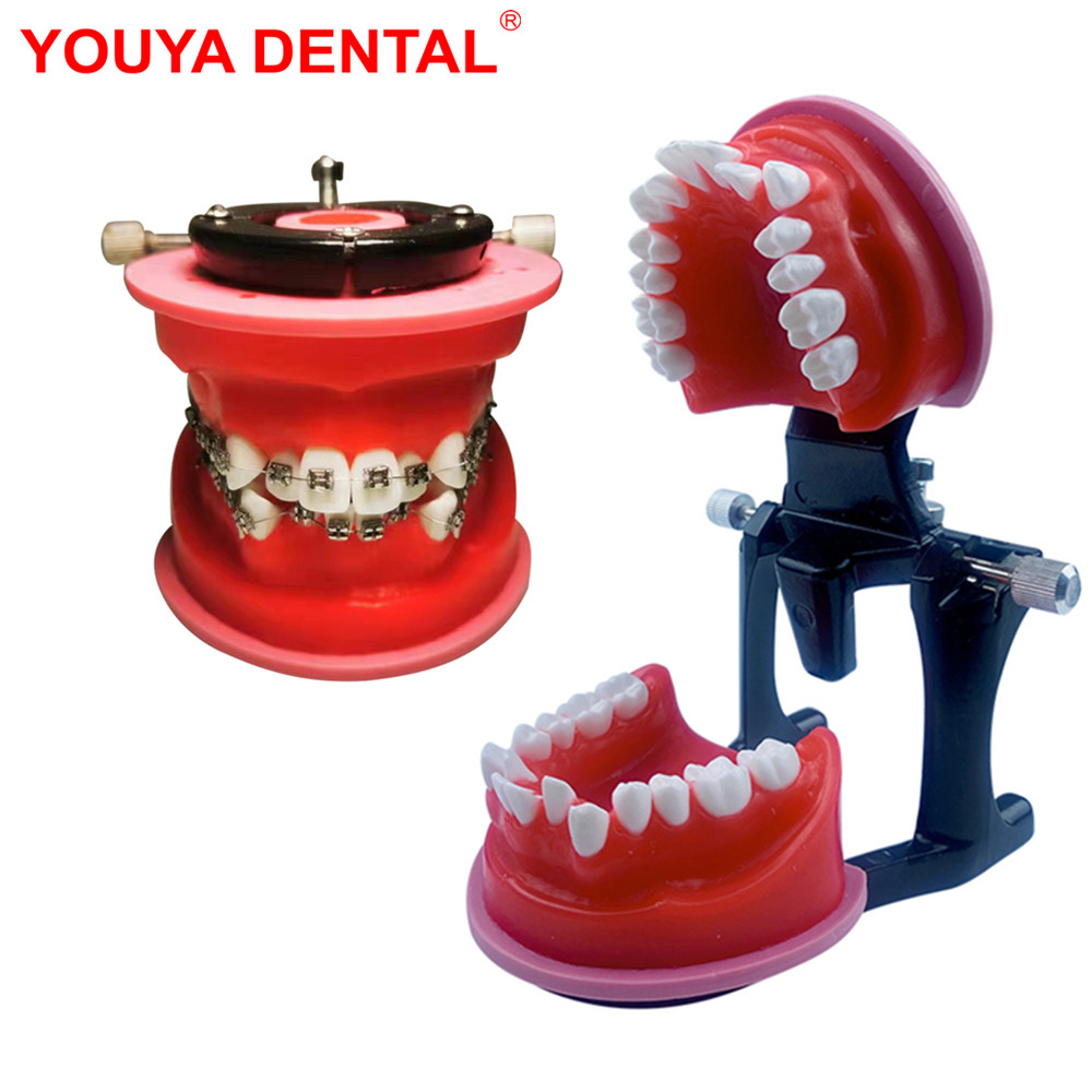 Al Mubarokk Dental Orthodontic Model Typodont Teeth Model For Dental Technician Practice Training Te