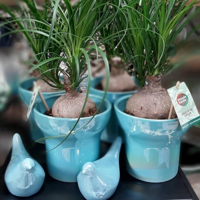 HOT SALE tanaman hias nolina ponytail palm