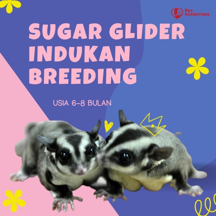 TERBARU sepasang sugar glider proven