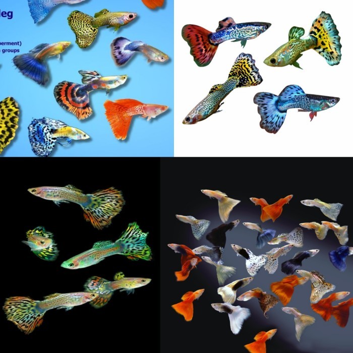 SALE Paket Ikan Hias Guppy 10 Ekor Jantan Random Ikan Air Tawar Aquarium