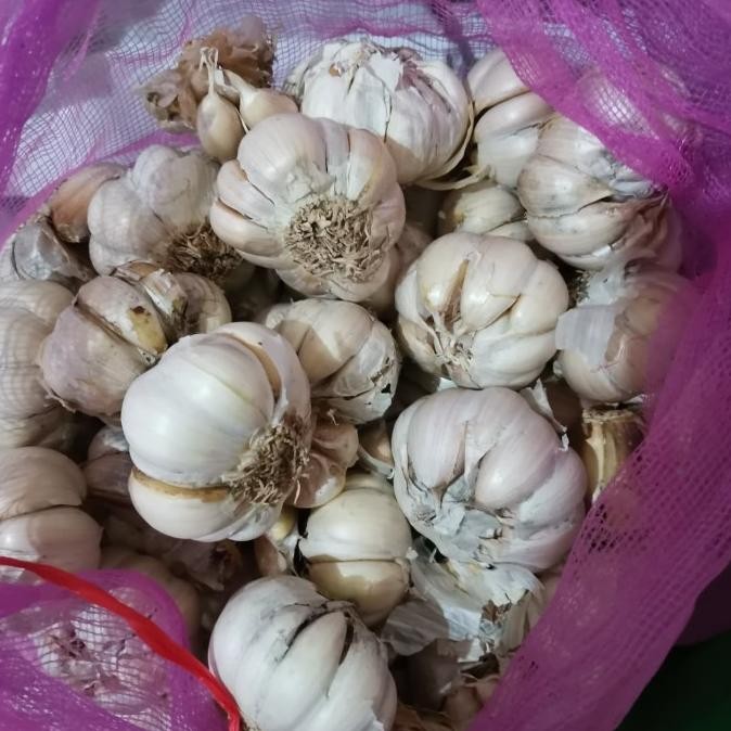 

BAWANG PUTIH HONAM BANCI 20KG ORIGINAL