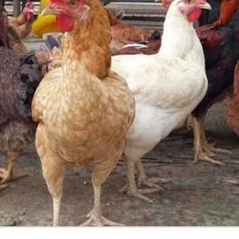 

BEST SELLER / Ayam kampung hidup 2 kg