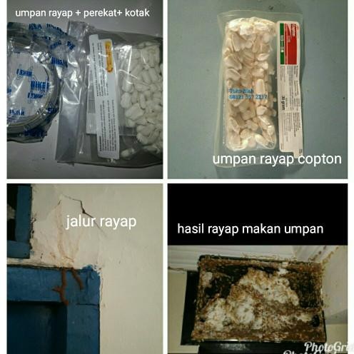 Terlaris Umpan Rayap Copton Basmi Hingga Ratu Rayap