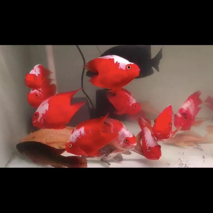 Terlaris, King Kong Parrot Santa 14Cm Merah Cabe