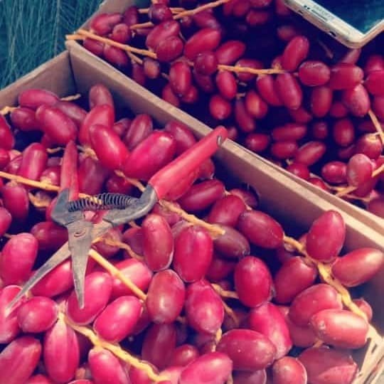 

Kurma Muda Segar Fresh Bukan Frozen Merah 500G