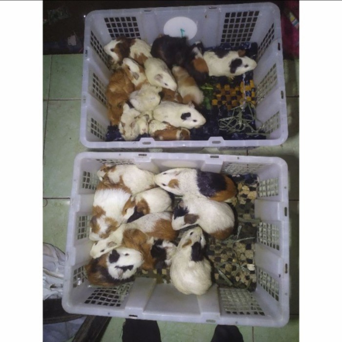 Marmut Lokal - Anak Marmut Imut Dan Lucu