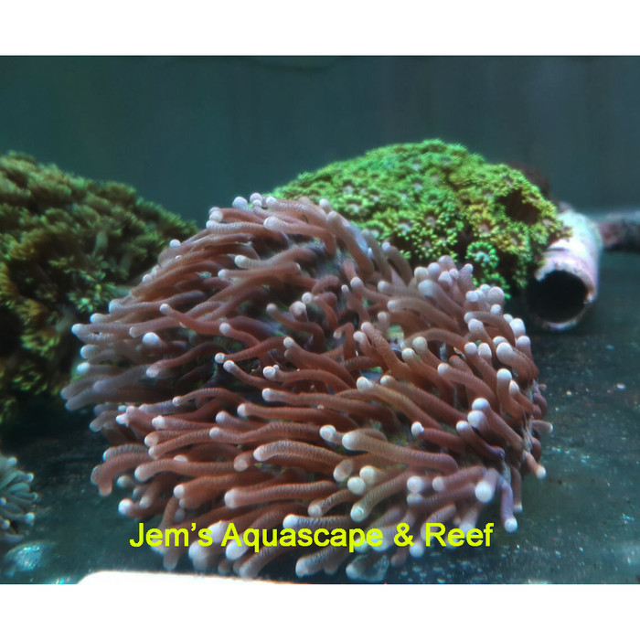 Coral Anemon Piring (Long Tentacle Plate Coral)