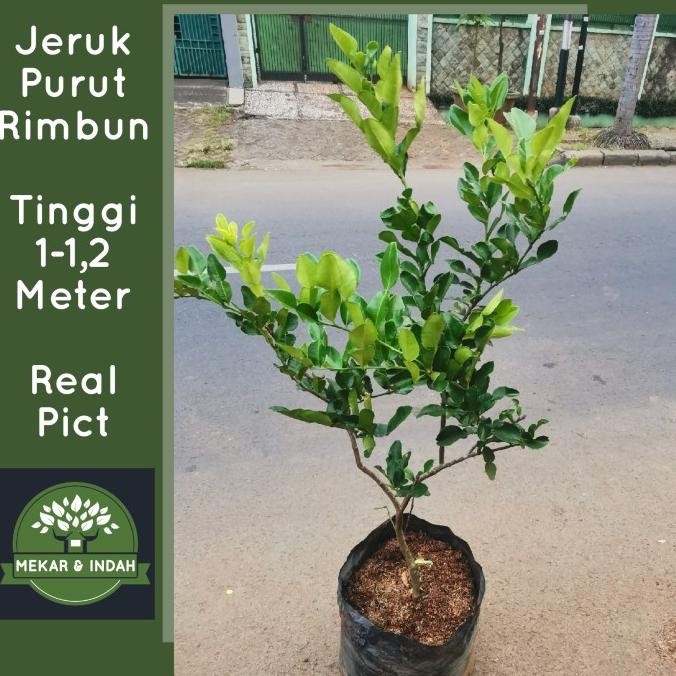 BEBAS ONGKIR - pohon jeruk purut besar, tanaman jeruk purut rimbun
