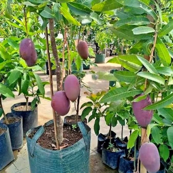 BIBIT BUAH MANGGA ERWIN SUDAH BERBUAH+ BERBUNGA