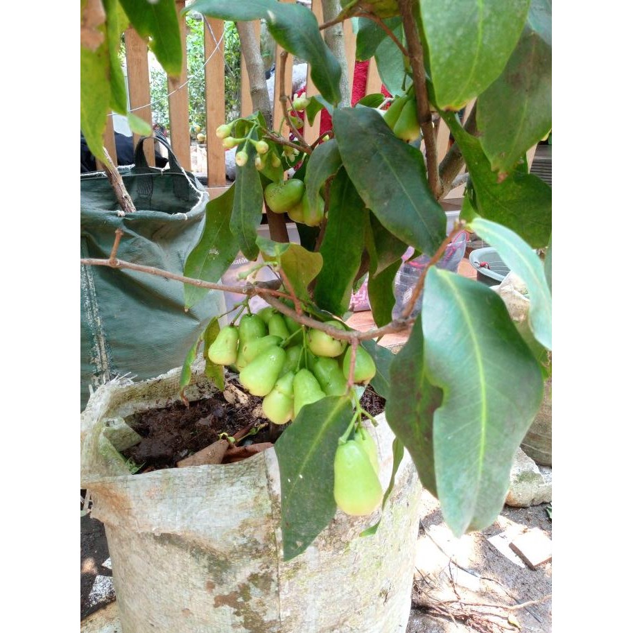 pohon jambu air berbuah/bibit jambu air madu