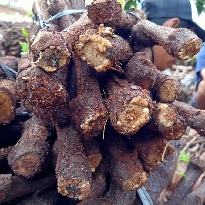 PREMIUM cutting Alfo anggur berkalus ,tanaman buah