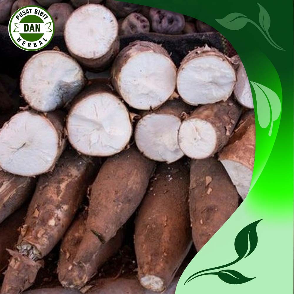 

Singkong Fresh 1 kg - Umbi Singkong Pulen - Singkong