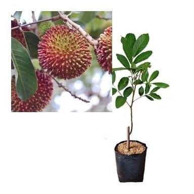 PREMIUM Bibit Rambutan Rapiah Pohon Rambutan Bibit Buah Rambutan Rapiah