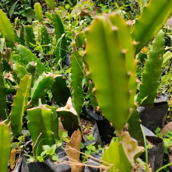 PREMIUM Bibit Tanaman Buah Naga Merah Super - pohon buah naga jumbo