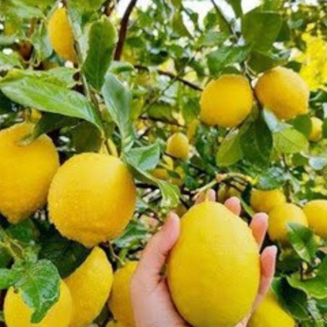 

PREMIUM bibit tanaman buah jeruk lemon California okulasi pohon