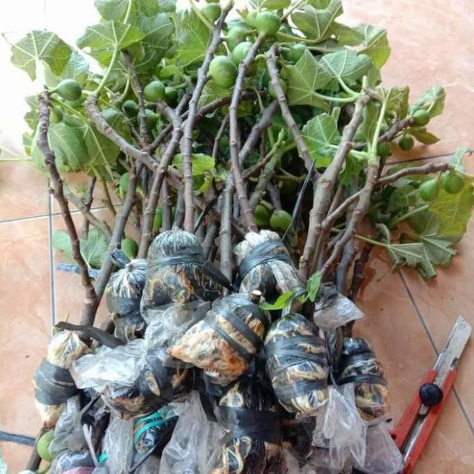 PREMIUM Tanaman buah Bibit pohon buah tin LSU Gold buah jumbo