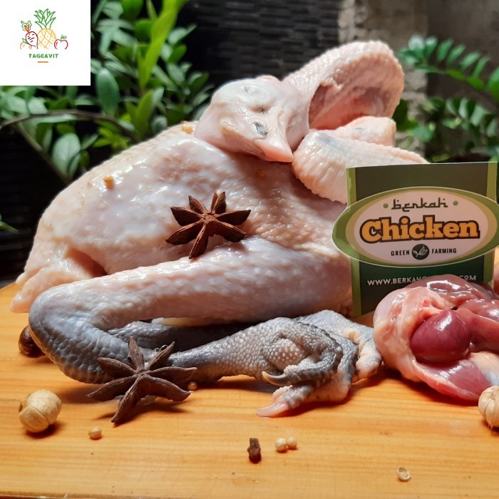 

Ayam Kampung Berkah Chicken Prebiotik Probiotik Organik Ayam Sehat