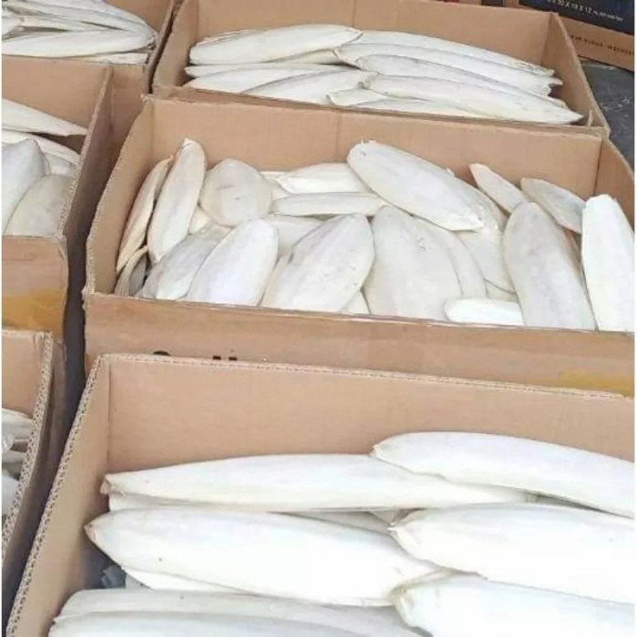 SATU KILO GRAM TULANG SOTONG JUMBO SIZE 20CM UP KODE 1169