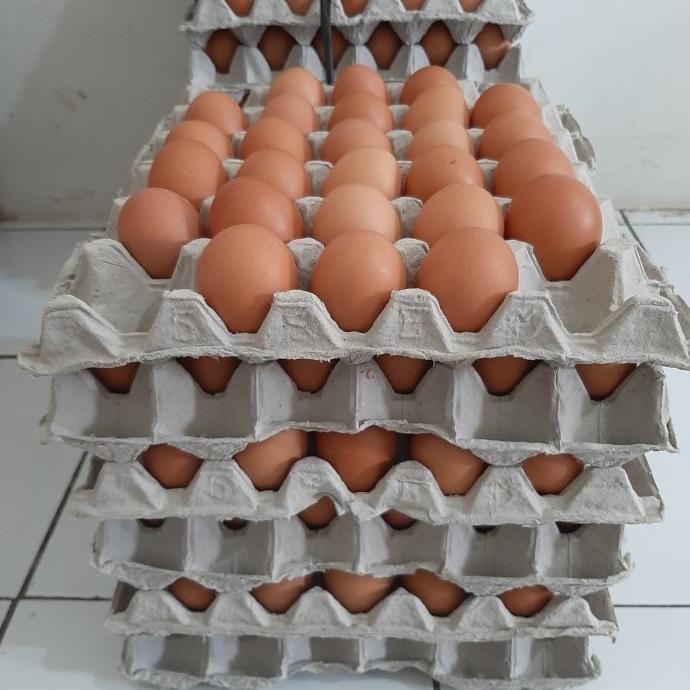 

READY TELUR AYAM NEGERI 10 KG
