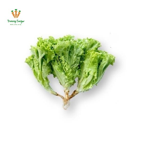 

Selada Keriting Segar - 1Batang