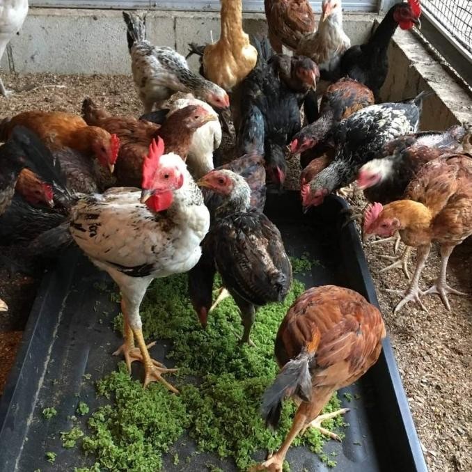 

READY AYAM KAMPUNG FRESH 1 EKOR