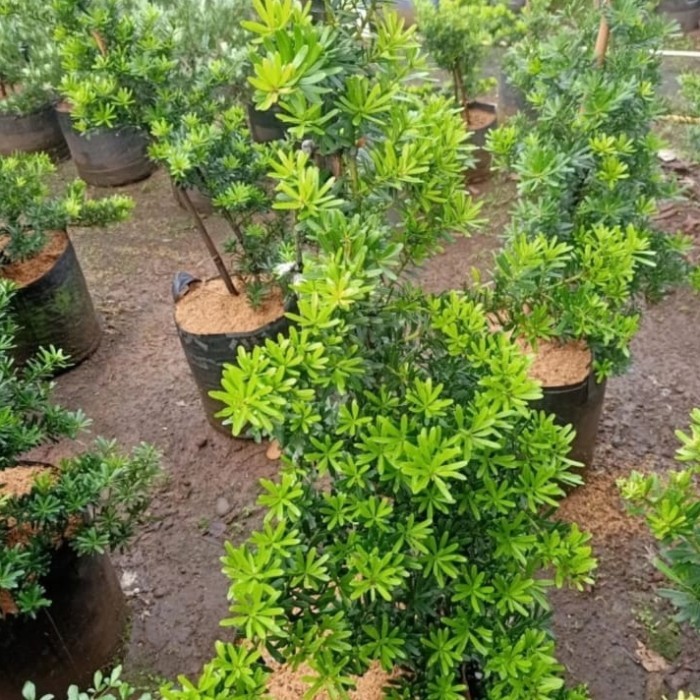 pohon lohansung cincuan tinggi 1 meter - lohansung cincuan