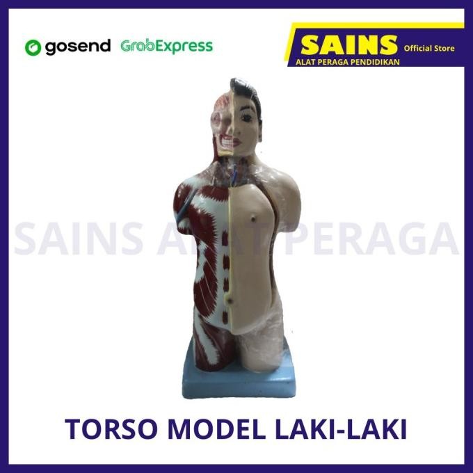 

Alat Peraga Biologi Torso Manusia Laki-Laki Mini 50 Cm