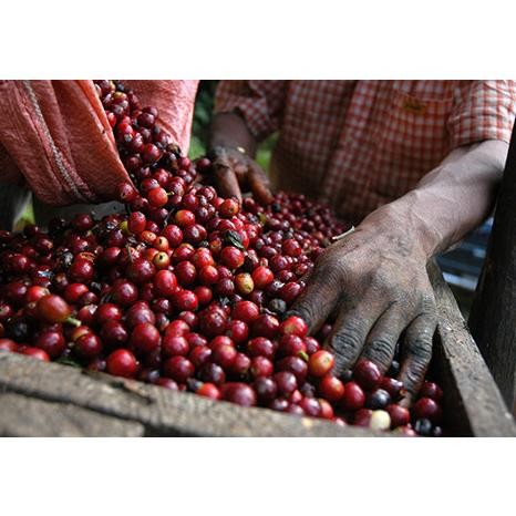 

Arabica Single Origin / Timor Leste 250Gr