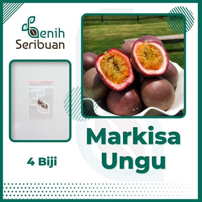 PREMIUM Bibit Buah Markisa Ungu Super Tanaman Buah Markisa Madu