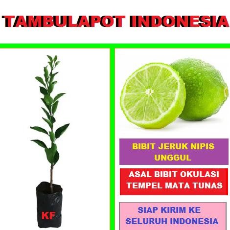 PREMIUM Tanaman Jeruk Nipis - Bibit Jeruk Nipis Bibit Jeruk Nipis Buah Jeruk