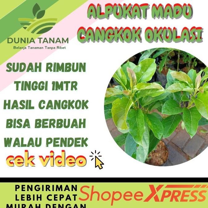 PREMIUM CANGKOK BIBIT TANAMAN POHON BUAH ALPUKAT alator MENTEGA JUmbo