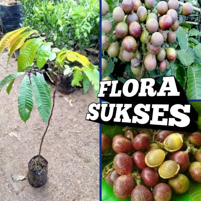 PREMIUM Bibit Tanaman Matoa Super Unggul Cepat Berbuah Buah Matoa