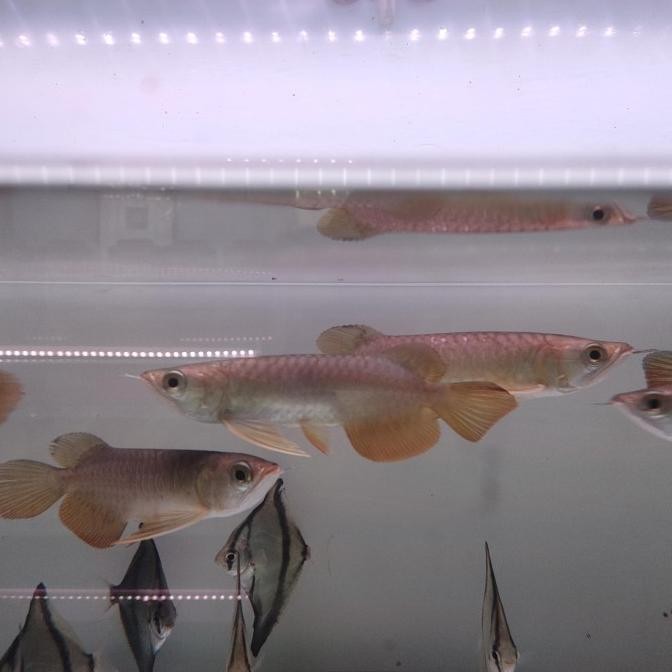 ikan arwana golden red 15-16cm