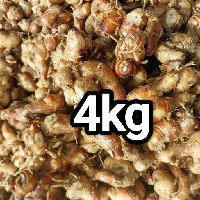 

Terlaris 4Kg Cikur Tuamuda Bumbu Dapur Pilihan Terbaik Rempah Seblak Ready Stok