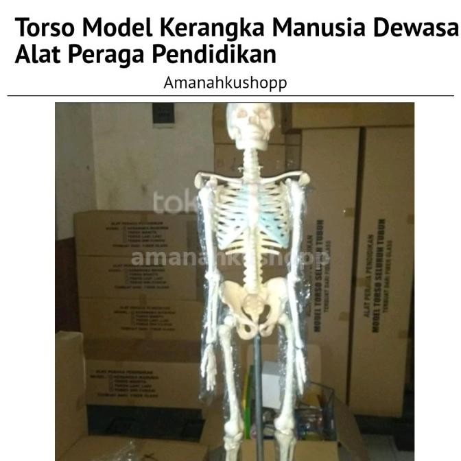 

CO Torso Model Kerangka Manusia Dewasa | Alat peraga Pendidikan